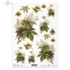 hestnut, chestnut flowers, chestnut branches, chestnut leaves, chestnut seeds-R0322